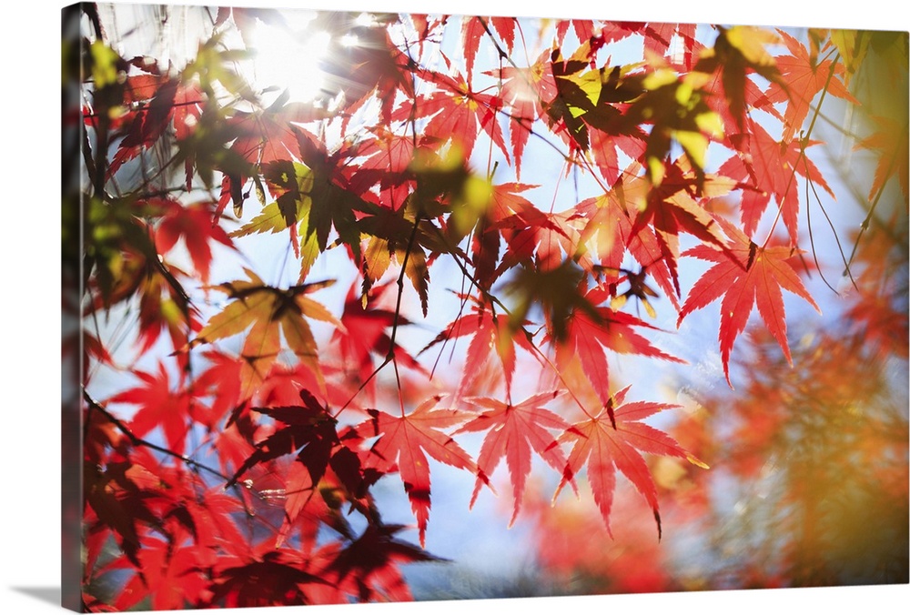 Close-up of red maple leaves