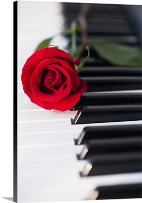 Close up of red rose lying on piano keys