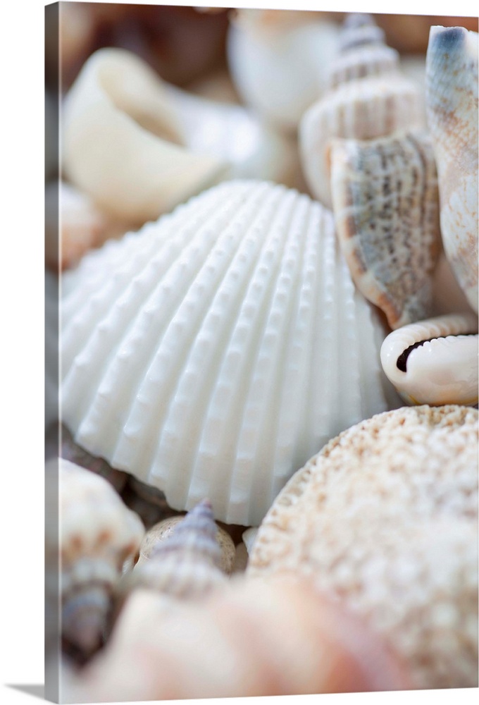 Close up of sea shells with shallow focus