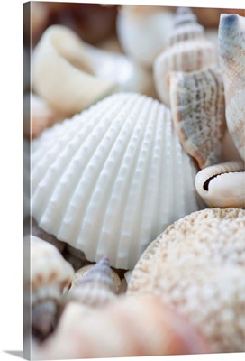 Close up of sea shells with shallow focus