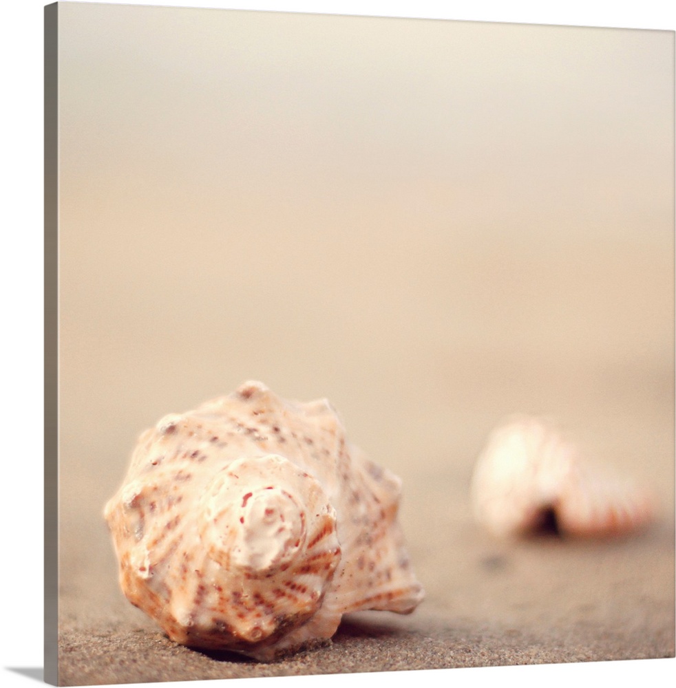 Close up of shells on beach.