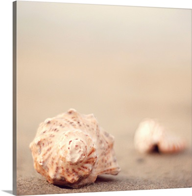 Close up of shells on beach.