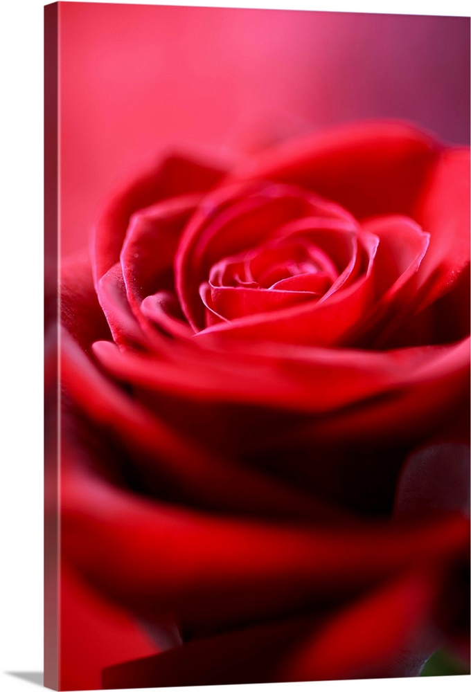 A macro, close up of the interior of a Red Rose, created with a background of red Thai Silk.