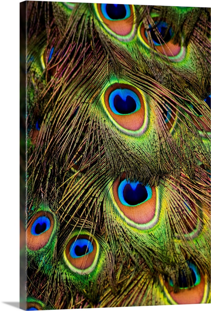 peacock, feather, color, tail, texture, pattern, bird, animal, san francisco, sf, california