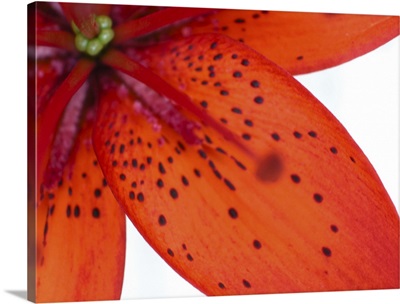 Close-up of Tiger lily