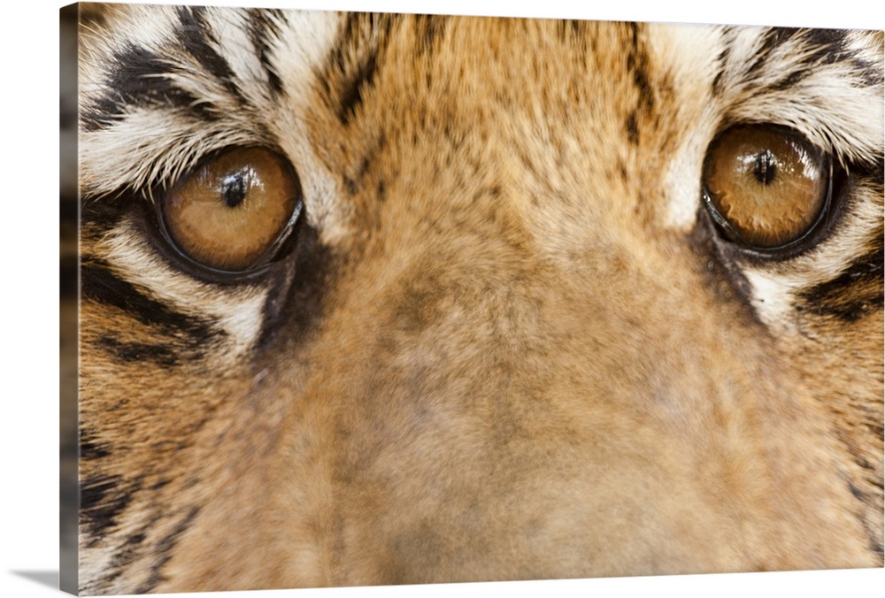 Close-up of Tiger's eyes