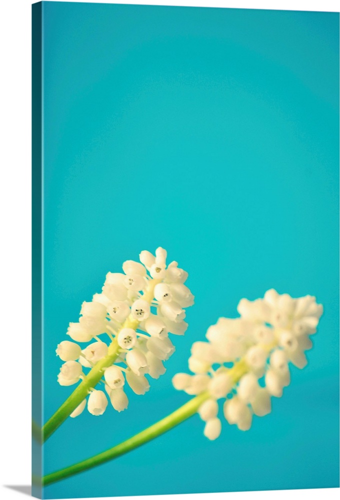 Close up of two white muscari flowers on bright light blue background.