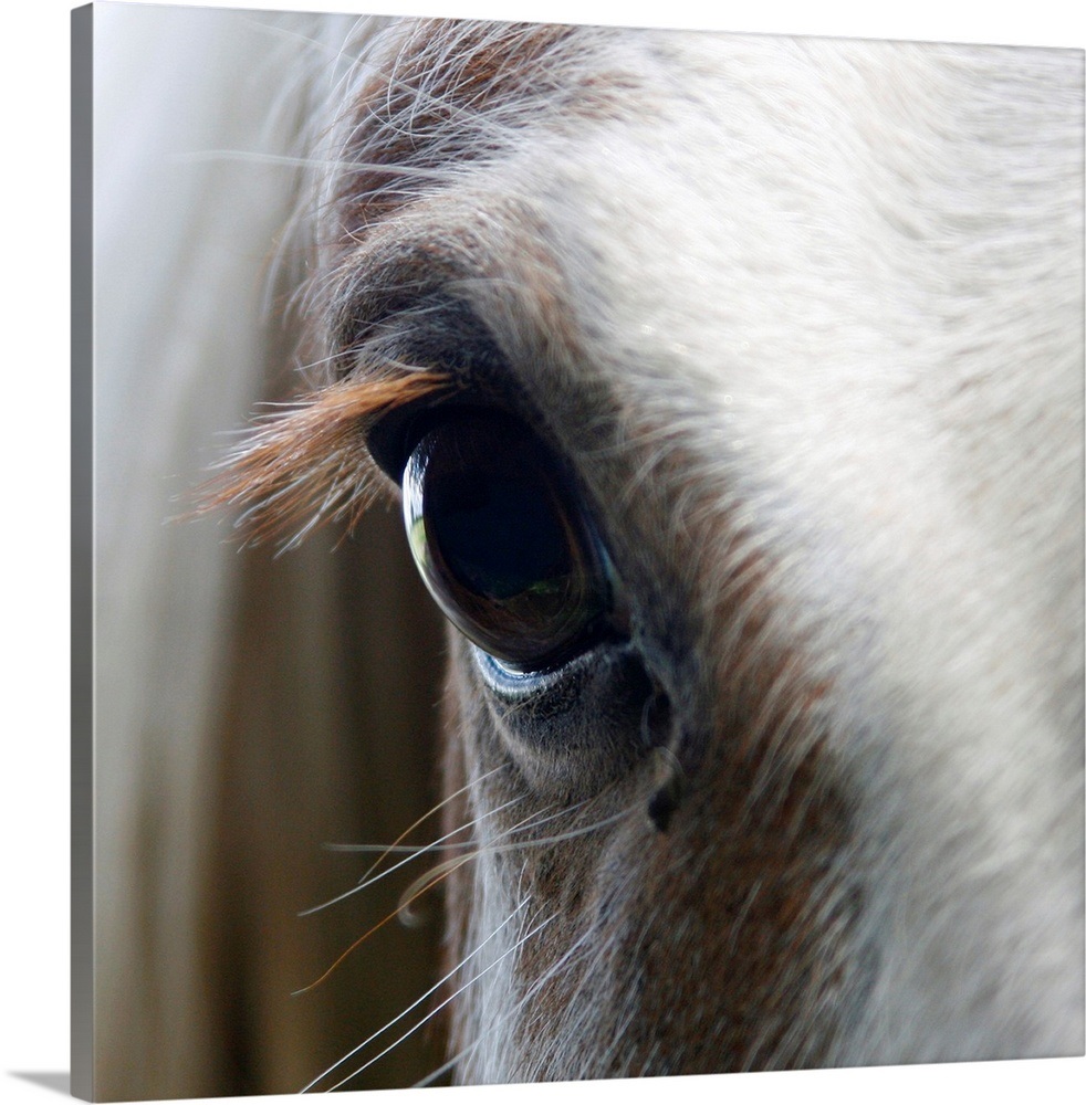 Close up of White horse eye Wall Art, Canvas Prints, Framed Prints