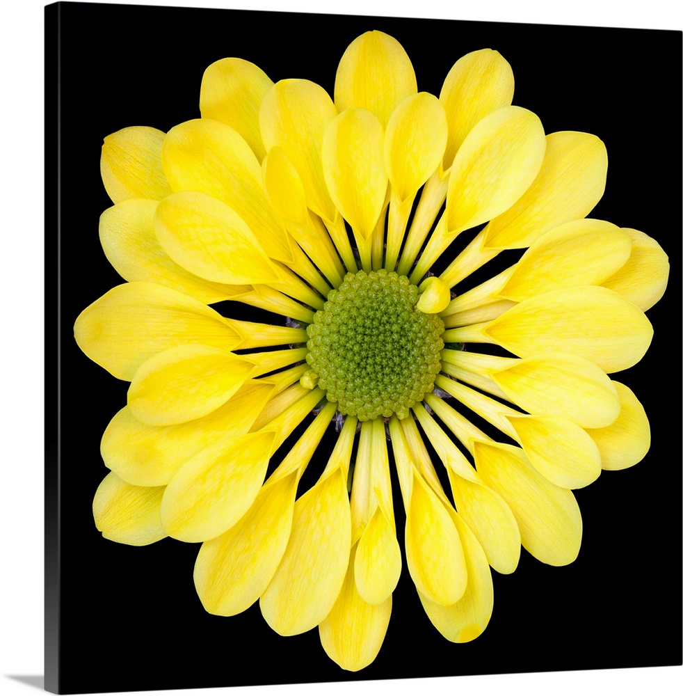 Mums/Chrysanths - Close-up of Yellow Chrysanthemum