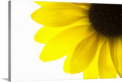 Close up of yellow sunflower on white background, studio shot