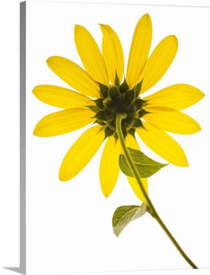 Close up of yellow sunflower on white background, studio shot