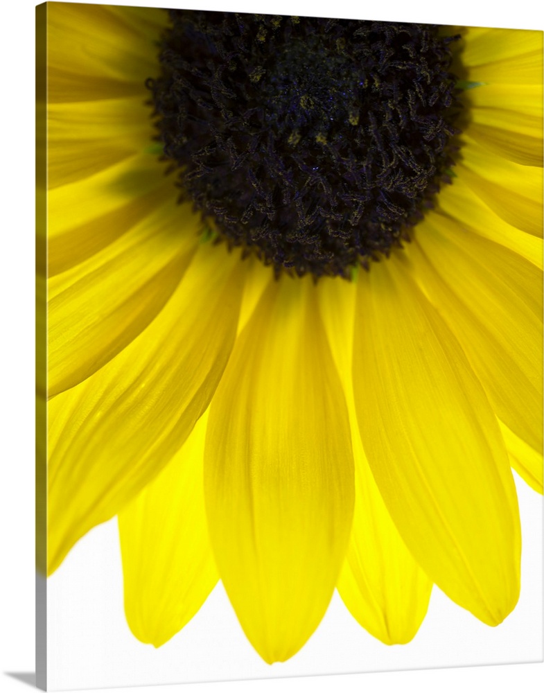 Close up of yellow sunflower on white background, studio shot