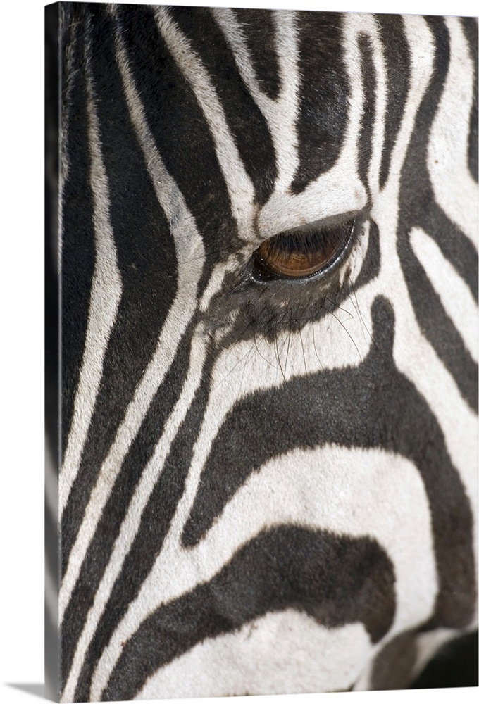A photograph is taken closely of just one eye on a Zebra.