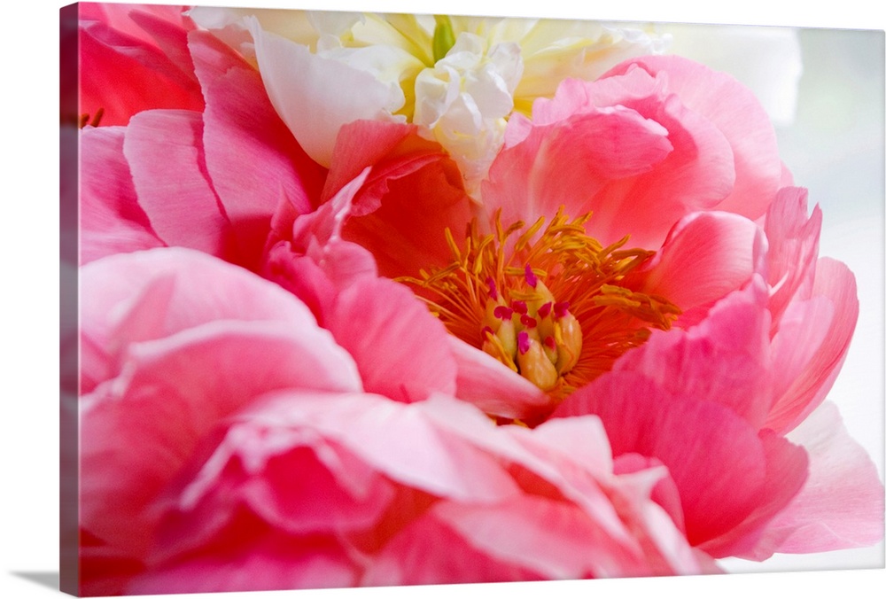 Extreme close up photograph of a pink peony flower bloom. Stamens, stigmas, pistils, styles, and filaments are shown insid...