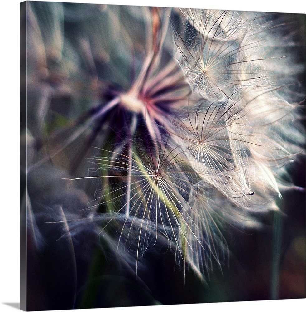 Close up shot of large dandelion. Wall Art, Canvas Prints, Framed Prints, Wall Peels Great Big