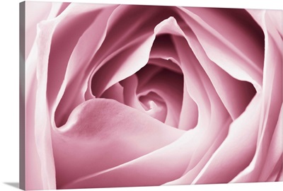 Close-Up View Of Pink Rose