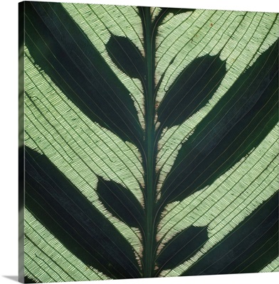 Closeup Of Leaf