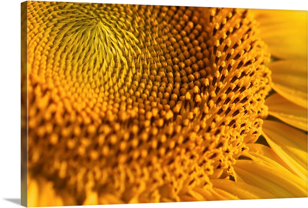 Closeup of yellow sunflower.