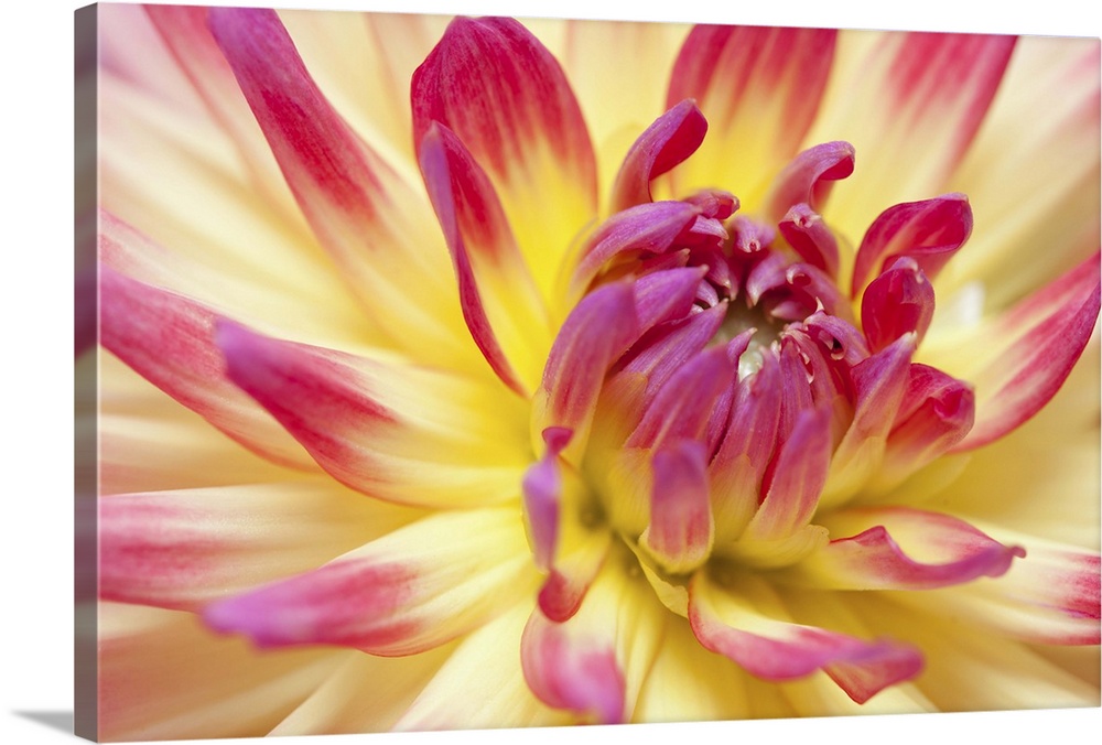 Closeup view of a Dahlia flower.