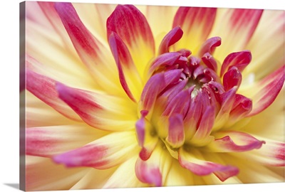 Closeup view of a Dahlia flower