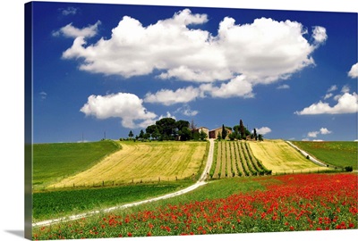 Clouds and poppies near vineyard.