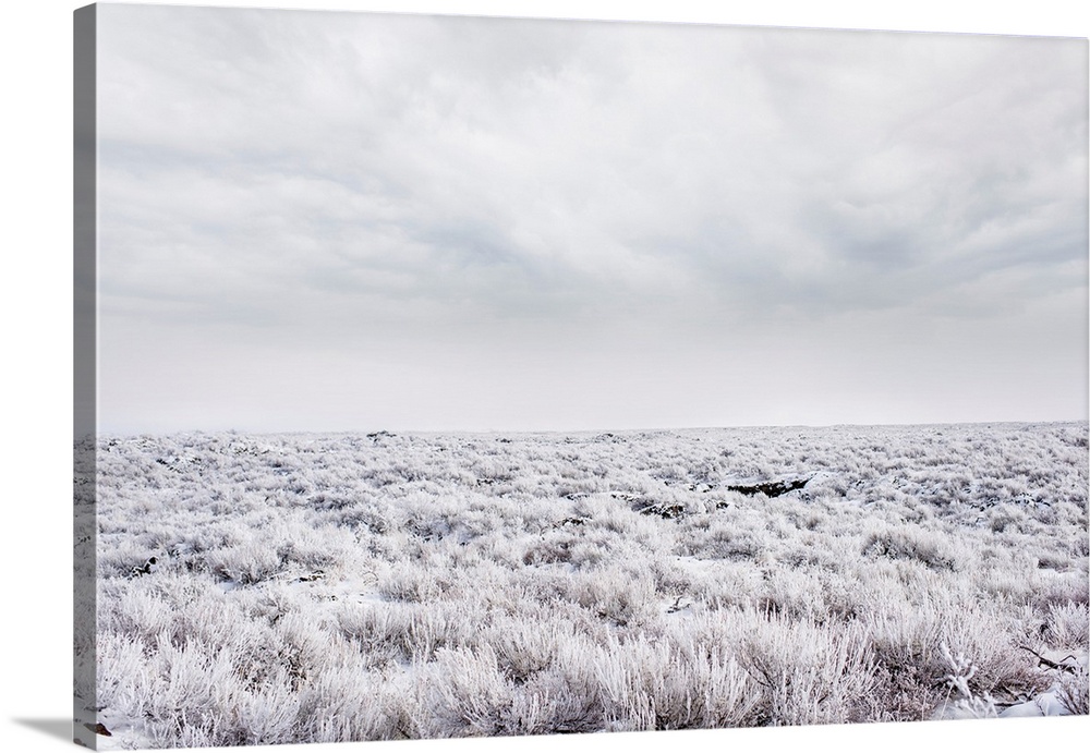 Frosty sagebrush at Craters of the Moon National Monument, Idaho.