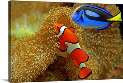 Clownfish and Regal Tang