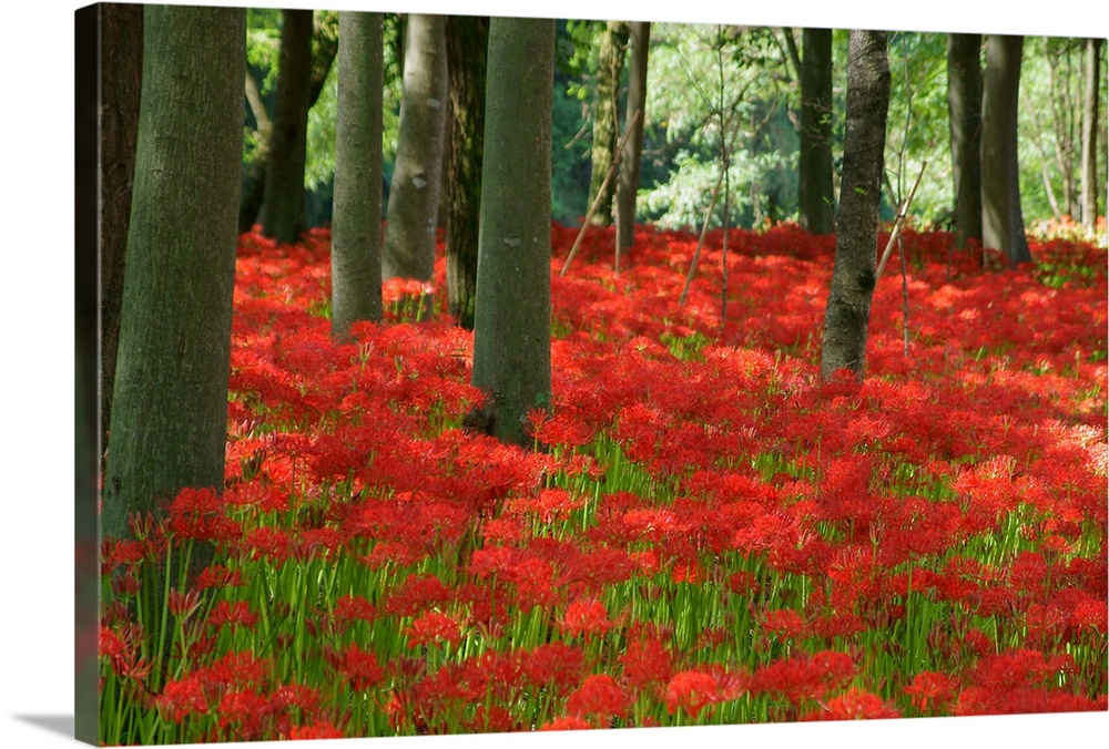 Cluster amaryllis look like the red carpet!(hurricane lily, spider lily)