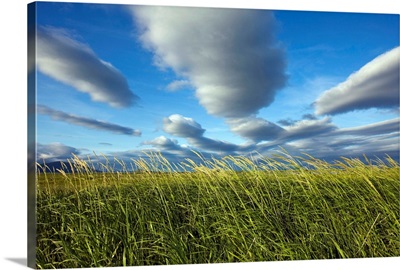 Coastal Meadow At Hallo Bay In Katmai National Park