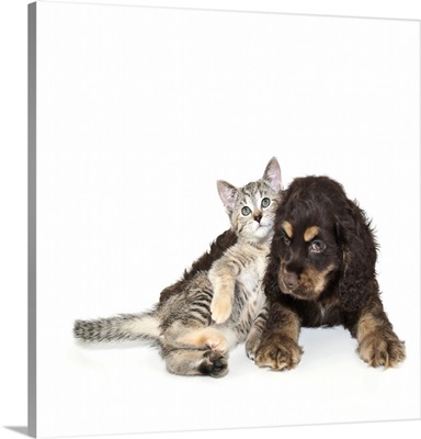 Cocker Spaniel puppy and cute kitten laying together on white background.