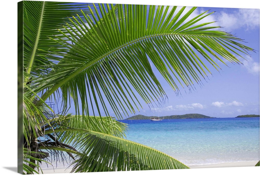 Coconut palm tree, beach, and ocean in the Virgin Islands, Caribbean