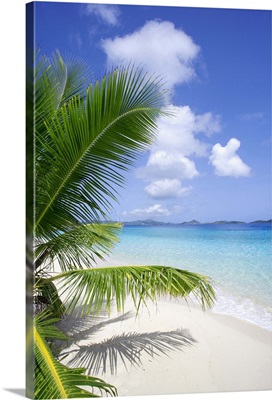 Coconut palm tree, beach, and ocean in the Virgin Islands, Caribbean