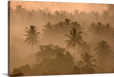 Coconuts in the Mist