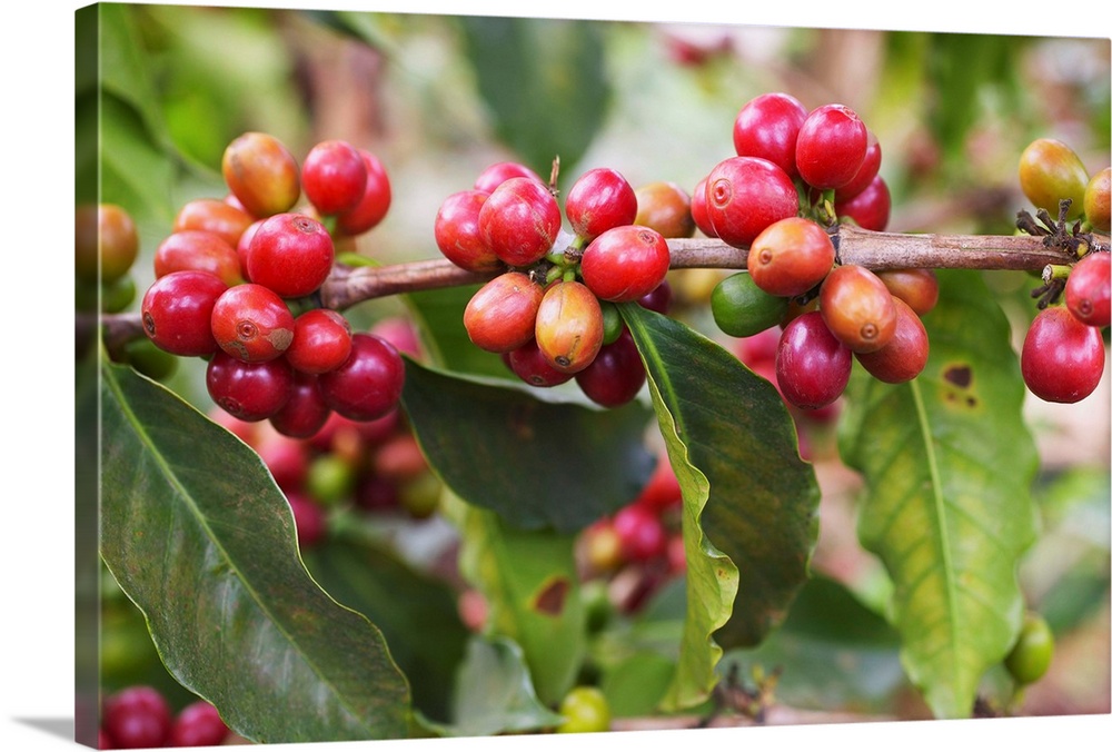Ripe Arabica coffee beans growing on Socfinaf's Oakland Estates coffee plantation.