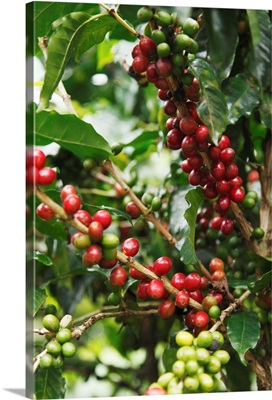 Coffee Cherries Prior to Harvest