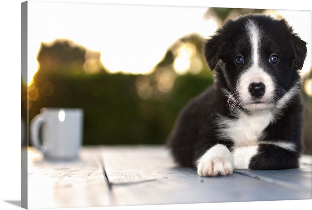 Coffee with border collie puppy, Florida.