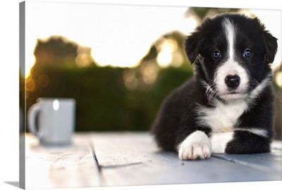 Coffee with a Border Collie puppy