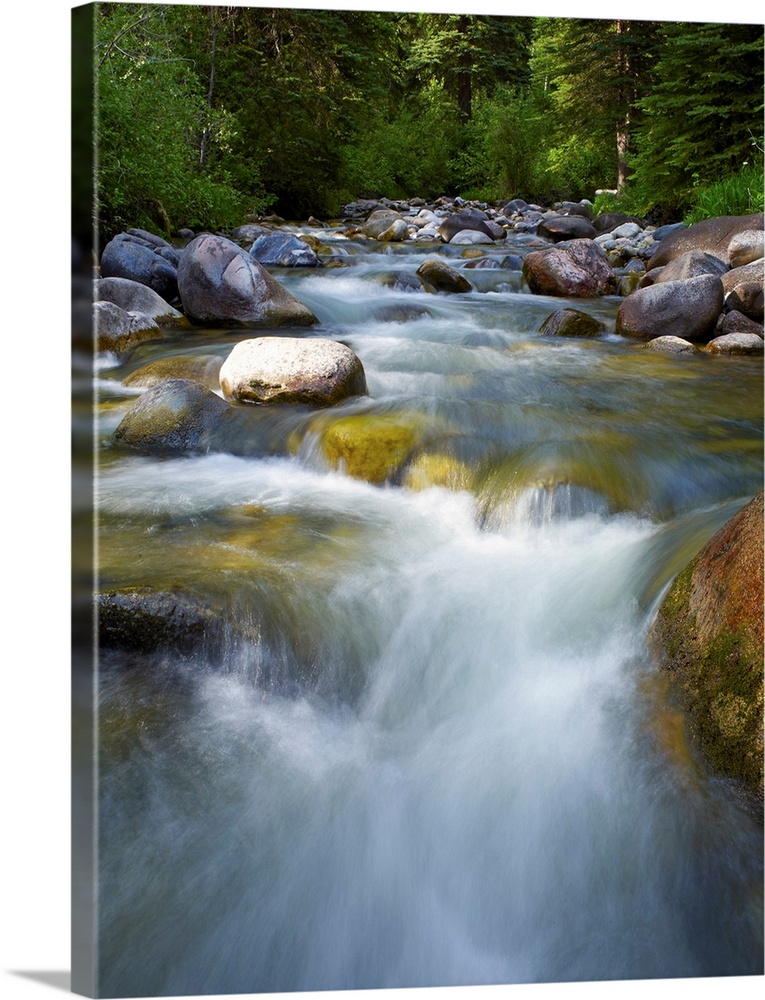 USA, Colorado, River flowing through forest