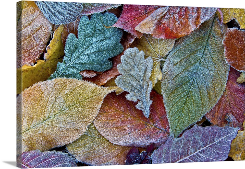 Colorful autumn fall leaves covered with early winter frost.