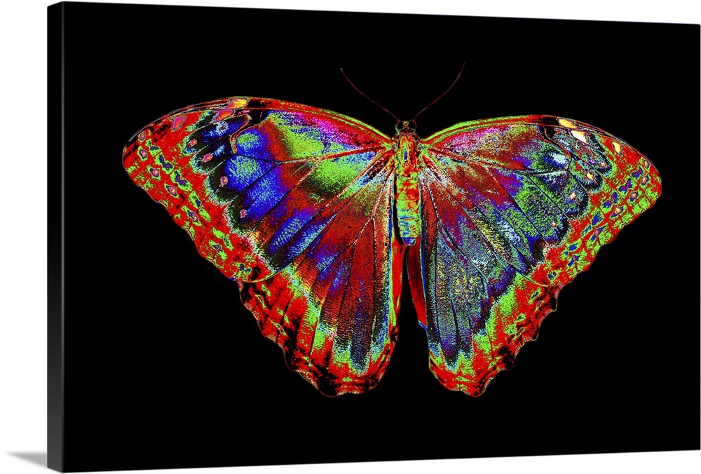 Colorful Butterfly design against black backdrop