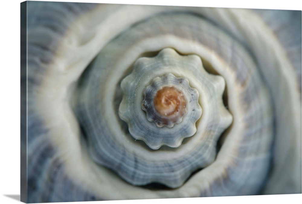 Macro image of spiraled top of blue colored conch sea shell.
