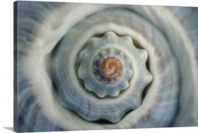 Colorful conch shell spiral, Vienna, Austria