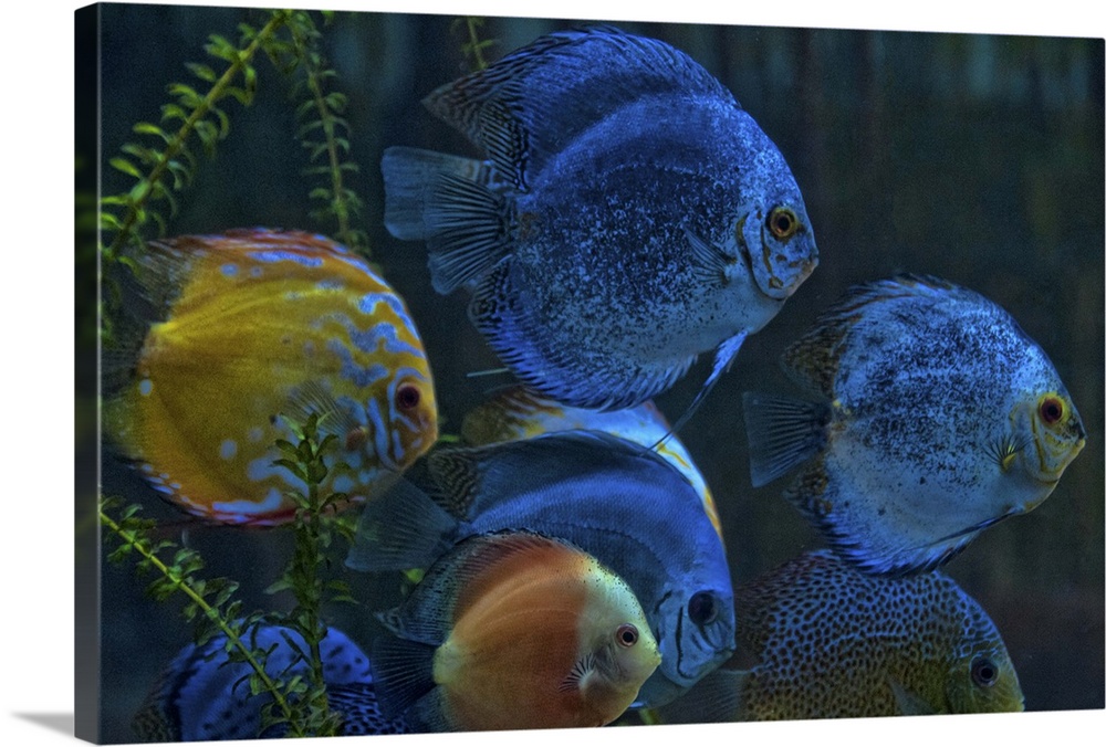 Colorful Discus (Symphysodon aequifasciatus) Fish