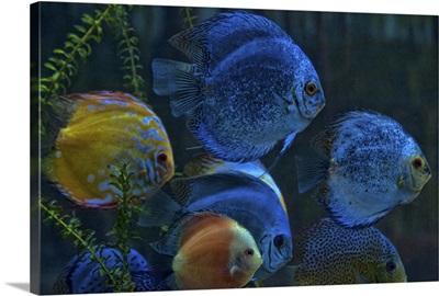 Colorful Discus Fish