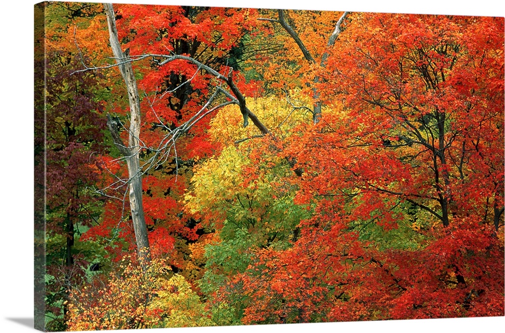 Colorful fall trees