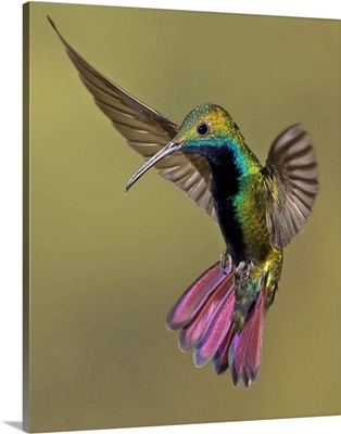 Colorful Humming bird against brown background.
