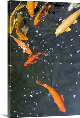 Colorful Japanese carps swimming in pool and flower petals floating on water surface.