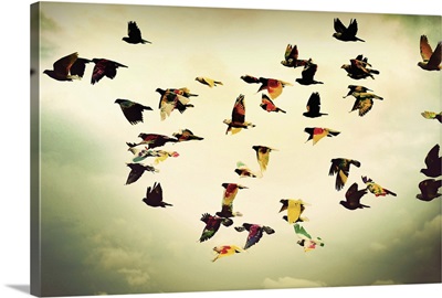 Colorful wings, Pigeons and doves, the Colombatires