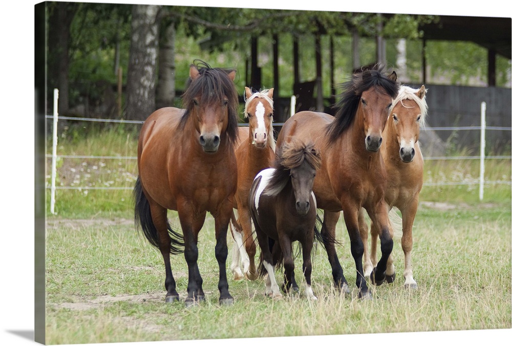 Five colts and stallions of three different breeds on summer pasture in Karis, Finland.