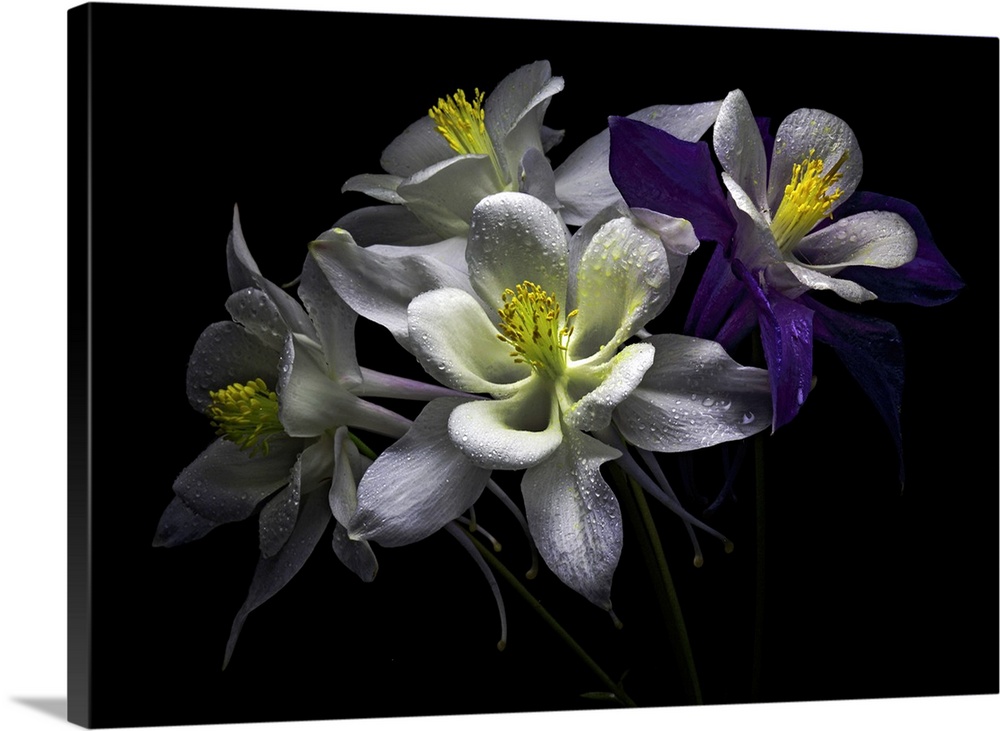 Columbine flowers with rain drops against black background.
